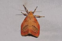 Miltochrista miniata
