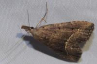 Schrankia taenialis