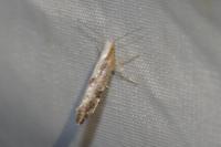 Argyresthia spinosella