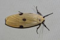 Lithosia quadra