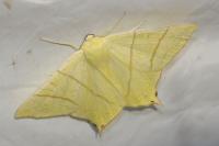 Ourapteryx sambucaria