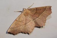 Gerinia honoraria