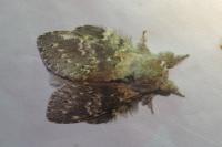 Stauropus fagi