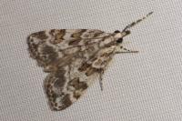 Scoparia pyralella