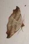 Laspeyria flexula