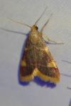 Hypsopygia costalis