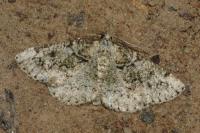 Cleorodes lichenaria