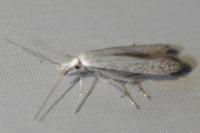 Coleophora