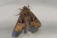 Oligia latruncula/strigilis/versicolor