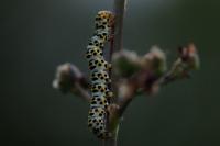 Cucullia scrophulariae