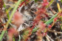 Autographa gamma
