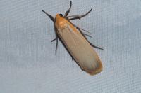 Katha depressa