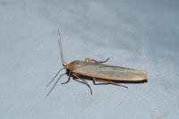 Eilema caniola