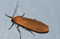 Wittia sororcula