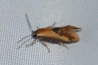 Batia lunaris