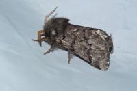 Thaumetopoea pityocampa