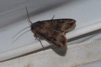 Agrotis ipsilon