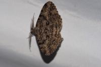 Peribatodes rhomboidaria
