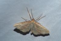 Idaea ochrata
