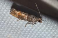 Clavigesta sylvestrana