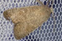 Hoplodrina ambigua