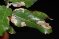 Ectoedemia heringi/subbimaculella