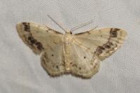 Idaea trigeminata