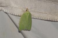 Tortrix viridana