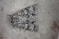 Acronicta megacephala