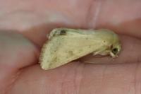 Helicoverpa armigera