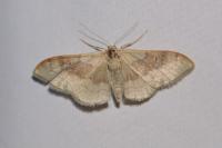 Idaea degeneraria