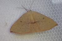 Cyclophora puppillaria