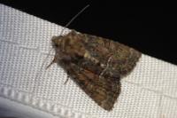 Oligia latruncula/strigilis/versicolor