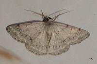 Pseudoterpna coronillaria