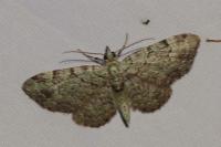 Pasiphila rectangulata