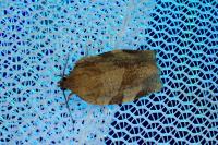 Choristoneura hebenstreitella