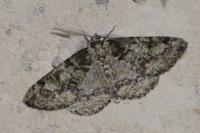 Cleorodes lichenaria