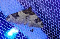 Xanthorhoe fluctuata