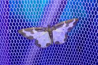 Lomaspilis marginata