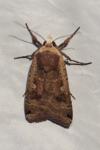 Noctua pronuba