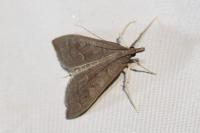Mecyna asinalis