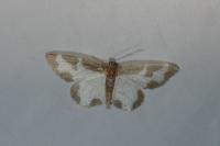 Lomaspilis marginata