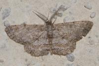 Hypomecis punctinalis