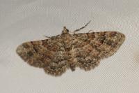 Gymnoscelis rufifasciata