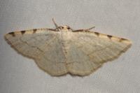 Stegania trimaculata