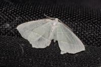 Campaea margaritaria