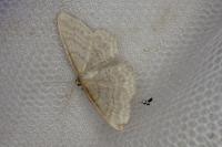 Idaea subsericeata