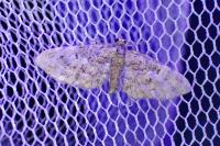 Eupithecia dodoneata