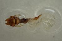 Oligia strigilis