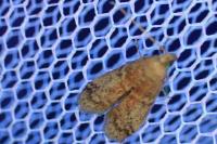 Ephestia elutella/woodiella